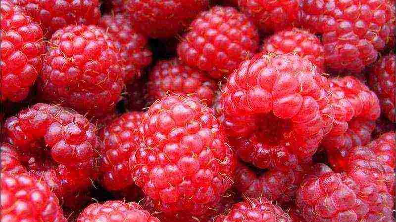 raspberry imperial planting and care in the open field for beginners