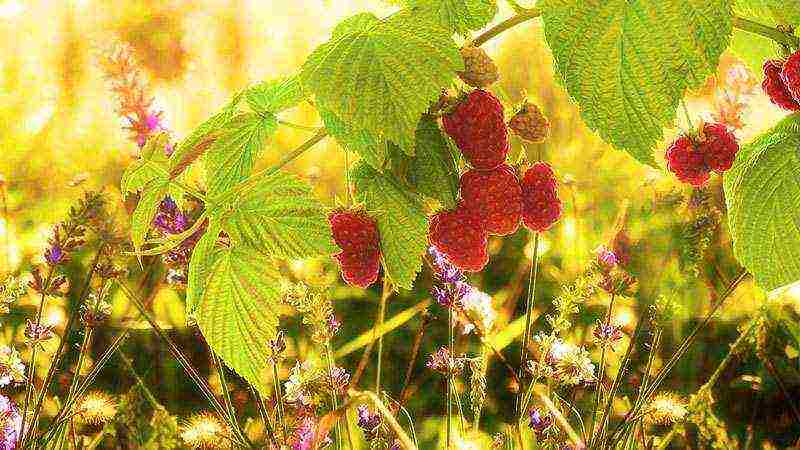 raspberry imperial planting and care in the open field for beginners