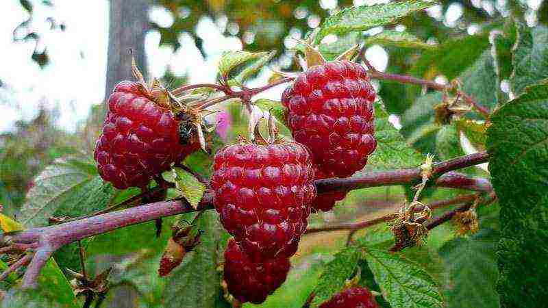 raspberry imperial planting and care in the open field for beginners