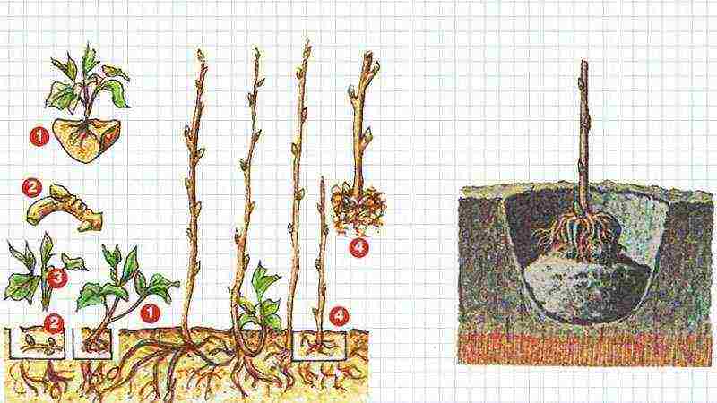 raspberry imperial planting and care in the open field for beginners