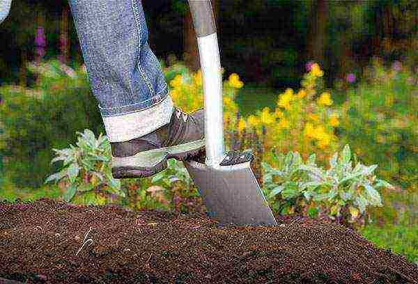 raspberry imperial planting and care in the open field for beginners