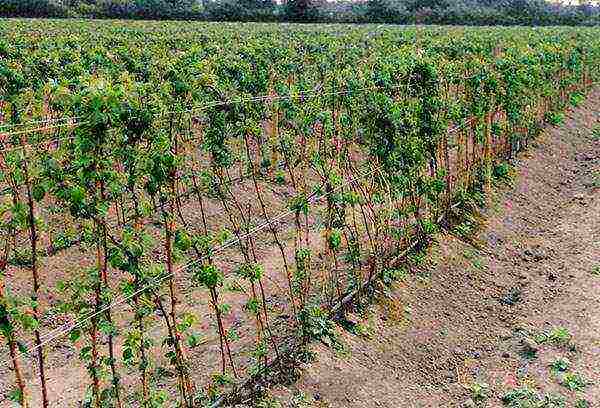 raspberry imperial planting and care in the open field for beginners