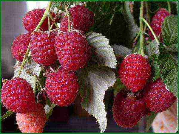 raspberry imperial planting and care in the open field for beginners