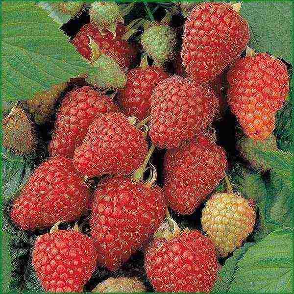 raspberry imperial planting and care in the open field for beginners