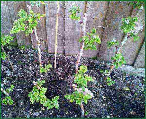 raspberry imperial planting and care in the open field for beginners