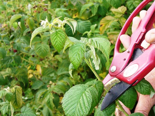 raspberry imperial planting and care in the open field for beginners