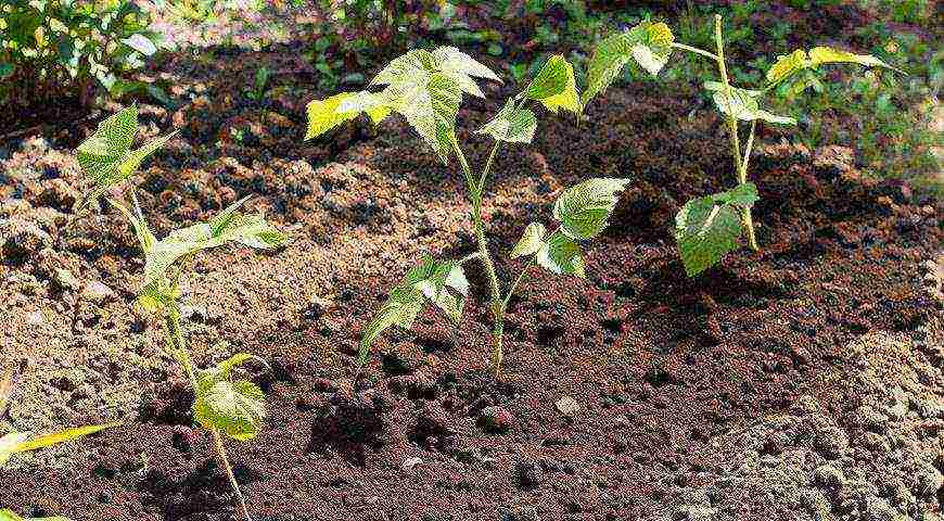 raspberry imperial planting and care in the open field for beginners