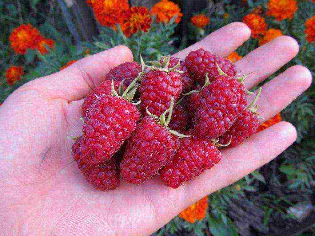 raspberry remontant merchant's wife planting and care in the open field