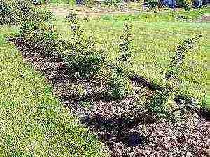 raspberry remontant merchant's wife planting and care in the open field