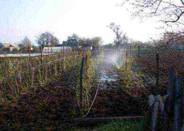 raspberry remontant merchant's wife planting and care in the open field