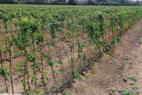 raspberry remontant merchant's wife planting and care in the open field