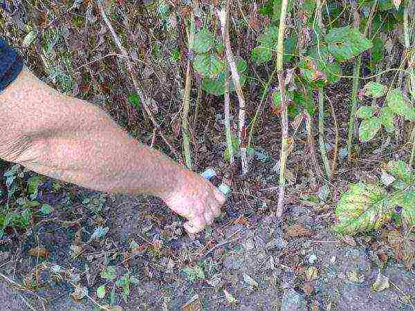 raspberry remontant merchant's wife planting and care in the open field