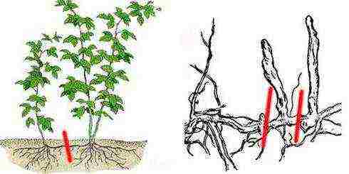 raspberry remontant merchant's wife planting and care in the open field