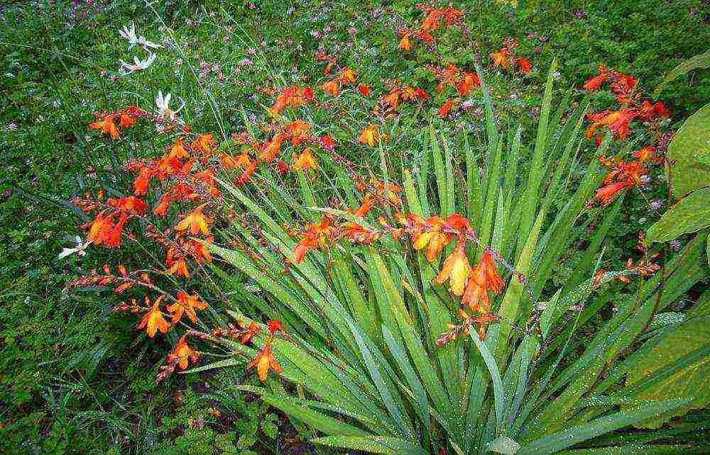 mambrecia planting and care in the open field in the Urals