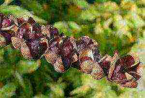 mambrecia planting and care in the open field in the Urals