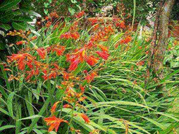 mambrecia planting and care in the open field in the Urals