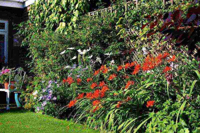 mambrecia planting and care in the open field in the Urals