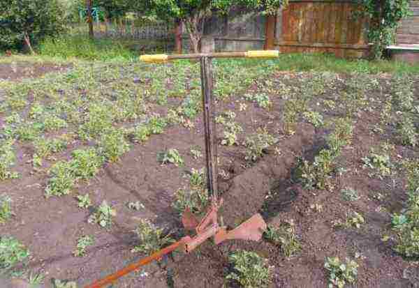 Potato planting marker
