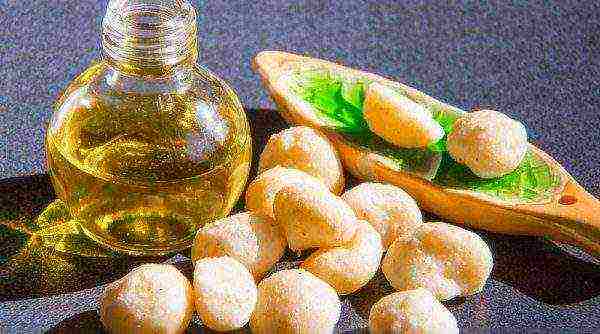 Macadamia oil strengthens bone tissue, helps prevent osteoporosis