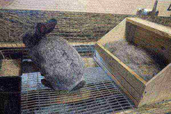 queen cell for rabbit