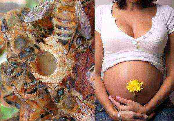 Royal jelly during pregnancy