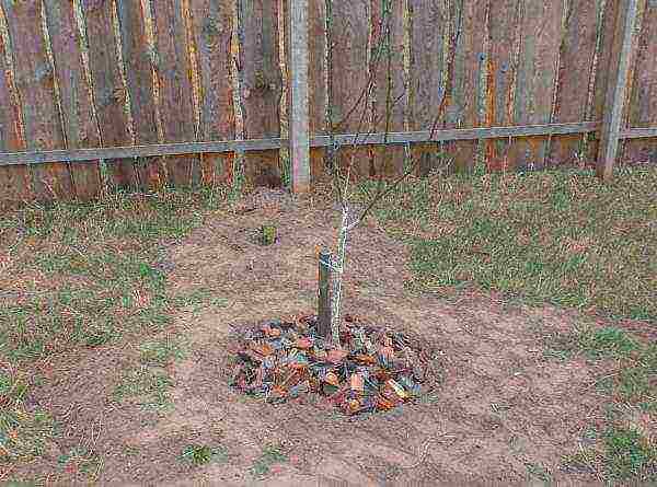 Mandatory peach care measures also include constant care of the near-stem circle: weeding, loosening, mulching