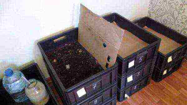 You can breed worms in simple boxes at home in the basement.