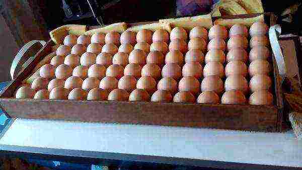 Eggs for setting in the Blitz incubator
