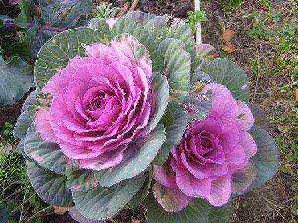 Flowering ornamental cabbage close up