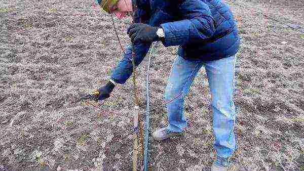 Spring pruning of the pear tree is the most important for the future harvest.