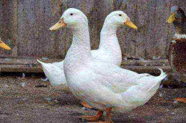 Peking White Ducks