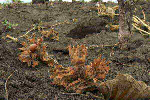 Takpan ang lupa sa harap ng bush ng isang kumot at iling mabuti ang puno, lahat ng mga hinog na prutas ay mahuhulog