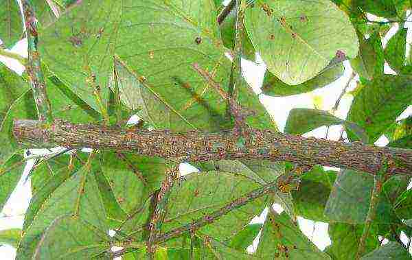 Common parasites that can attack home-grown lemon: mealybugs, scale insects, spider mites