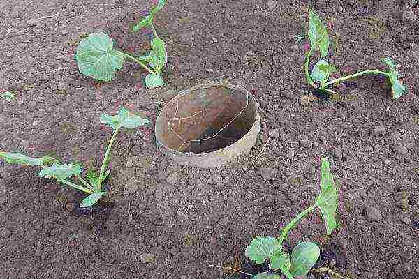 Seedlings can be planted outdoors in mid-April