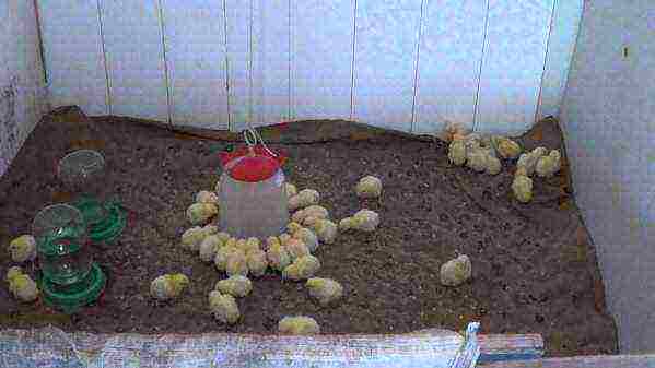 Feeding broiler chicks hatched in an incubator
