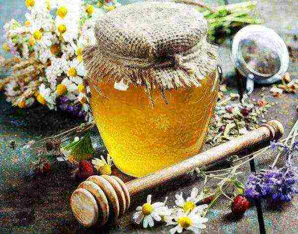 Herbs honey