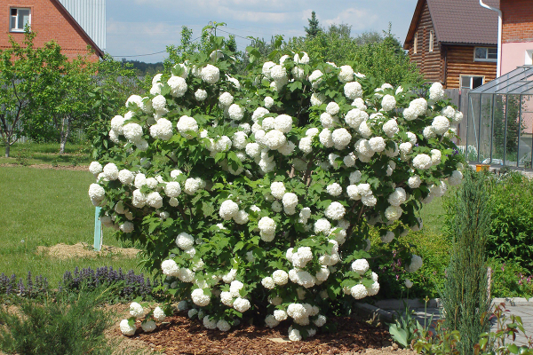 Kalina Buldenezh in bloom