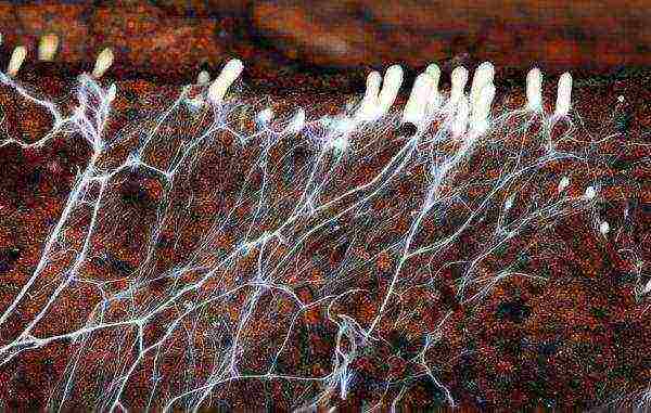 Thallom - a network of hyphae, similar to a white cotton bloom