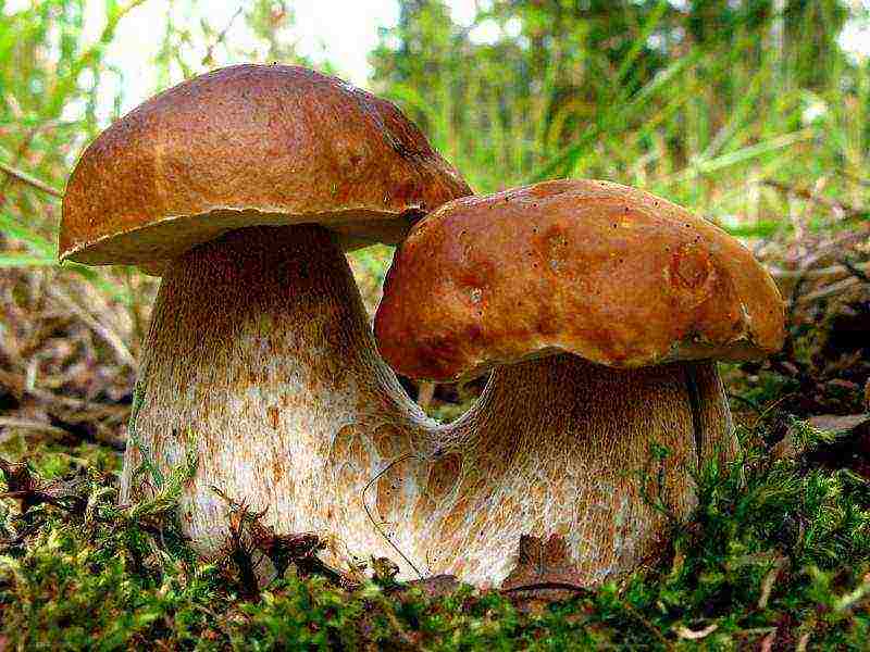 puting fungus mycelium kung paano lumaki sa ilalim ng mga puno ng prutas