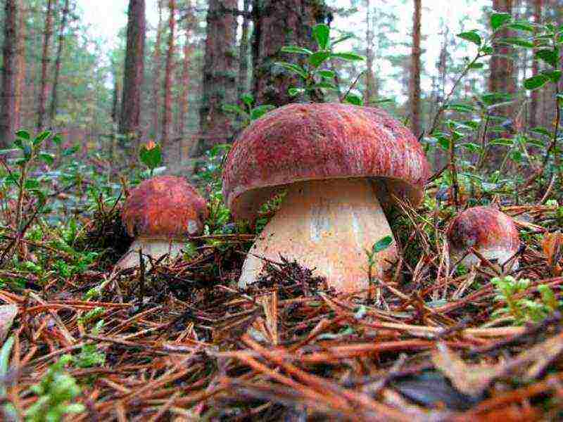 puting fungus mycelium kung paano lumaki sa ilalim ng mga puno ng prutas