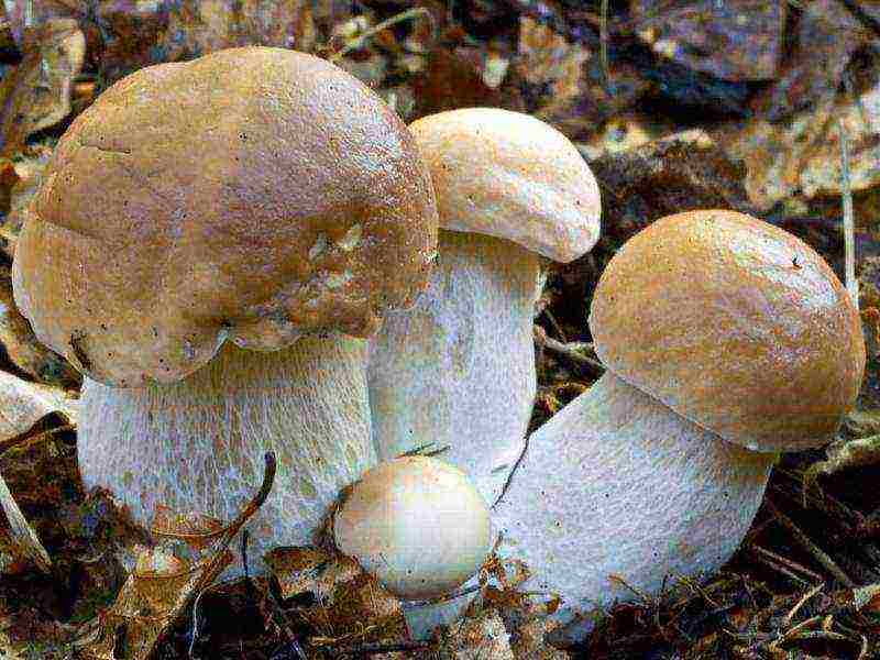 puting fungus mycelium kung paano lumaki sa ilalim ng mga puno ng prutas