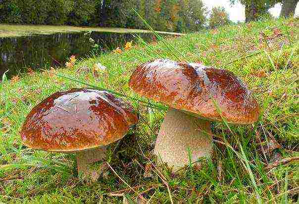 puting fungus mycelium kung paano lumaki sa ilalim ng mga puno ng prutas