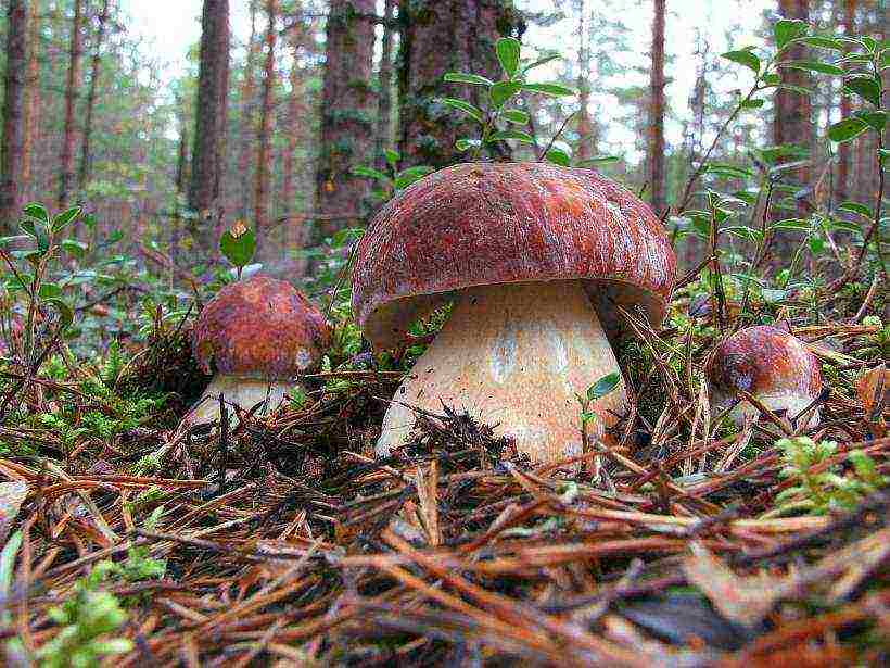 puting fungus mycelium kung paano lumaki sa ilalim ng mga puno ng prutas