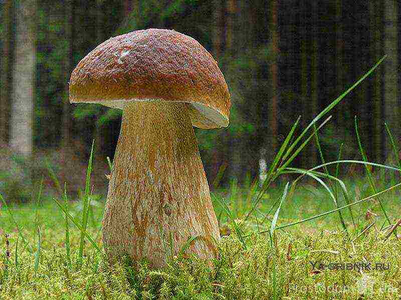 puting fungus mycelium kung paano lumaki sa ilalim ng mga puno ng prutas