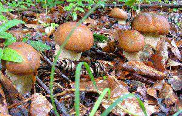 puting fungus mycelium kung paano lumaki sa ilalim ng mga puno ng prutas