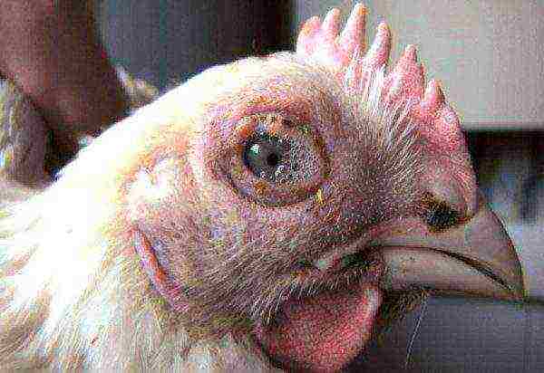 Keratoconjunctivitis in chickens