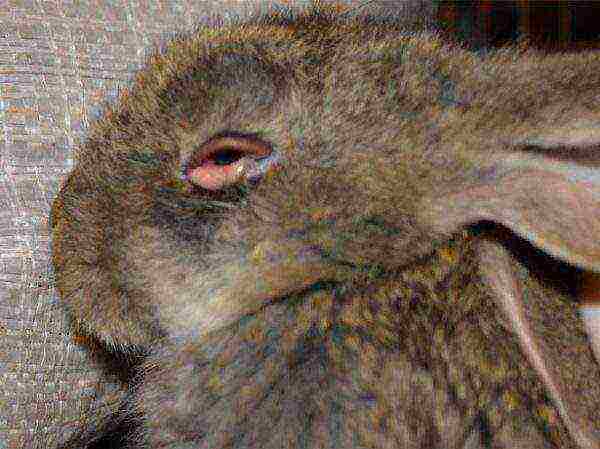 Myxomatosis in rabbits