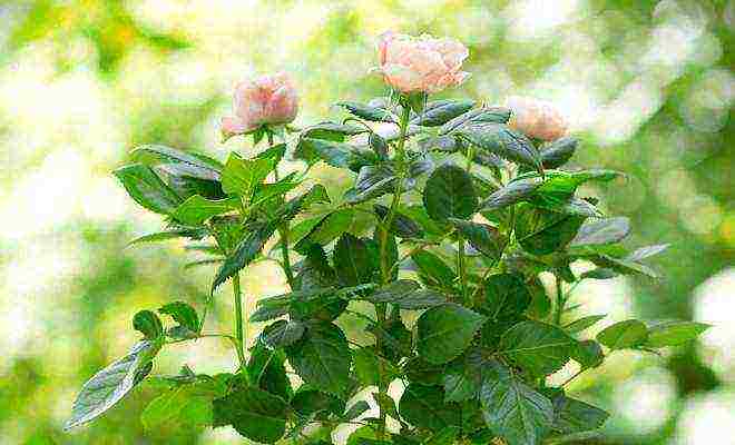 miniature roses outdoor planting and care for beginners