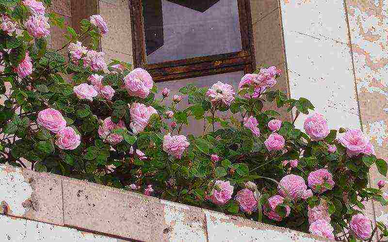 miniature roses outdoor planting and care for beginners