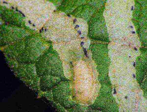 The bird cherry leaf is affected by the larvae of the miner